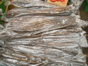 2008/11/29 �{���̔����ł�_12