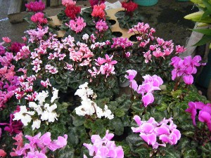 2008/11/29 �{���̔����ł�_13