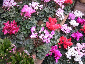 2008/11/29 �{���̔����ł�_14