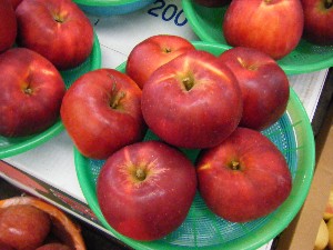 2008/11/29 �{���̔����ł�_23