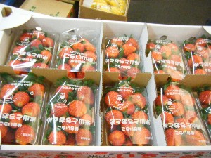 2008/11/29 �{���̔����ł�_27