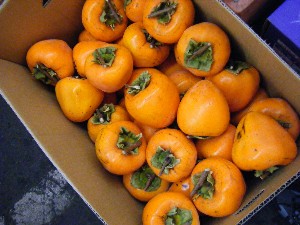 2008/11/29 �{���̔����ł�_28