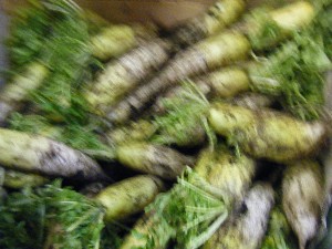 2008/11/29 �{���̔����ł�_31