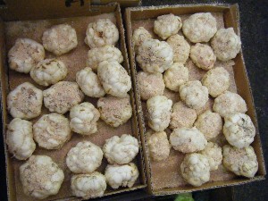 2008/11/29 �{���̔����ł�_34