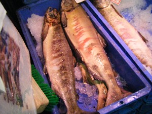 2008/11/29 �{���̔����ł�_35