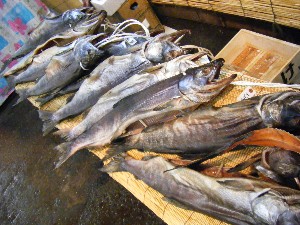 2008/11/29 �{���̔����ł�_37