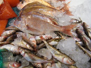 2008/11/29 �{���̔����ł�_51