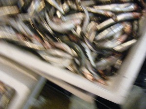 2008/11/29 �{���̔����ł�_52