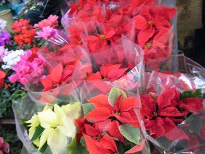 2008/12/06 �{���̔����ł�_11