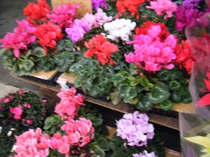 2008/12/06 �{���̔����ł�_12