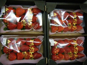 2008/12/06 �{���̔����ł�_16