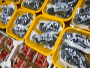 2008/12/06 �{���̔����ł�_17
