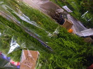 2008/12/06 �{���̔����ł�_20