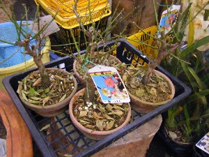 2008/12/06 �{���̔����ł�_21