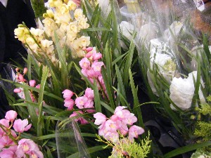 2008/12/06 �{���̔����ł�_23