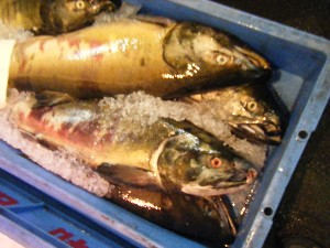 2008/12/06 �{���̔����ł�_25
