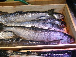 2008/12/06 �{���̔����ł�_29