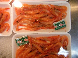 2008/12/06 �{���̔����ł�_34