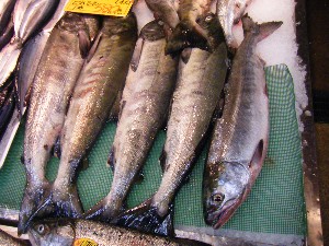 2008/12/06 �{���̔����ł�_38