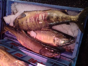 20081206-�V���؂蔲��-_28
