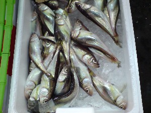 20081206-�V���؂蔲��-_35