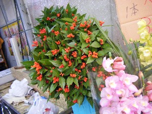 20081220-���T�̔����ł�-_5
