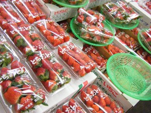 2008/12/27  �{���̔����ł�_18