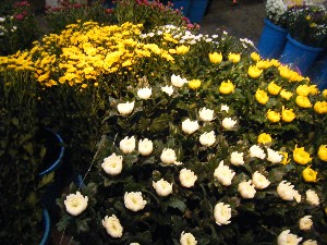 2008/12/27  �{���̔����ł�_33