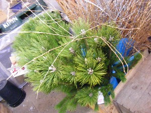 2008/12/27  �{���̔����ł�_34