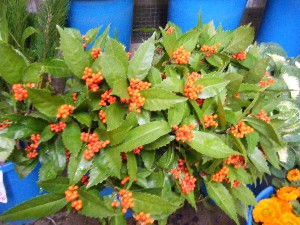 2008/12/27  �{���̔����ł�_36