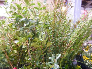 2008/12/27  �{���̔����ł�_38