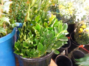 2008/12/27  �{���̔����ł�_39