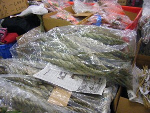 2008/12/27  �{���̔����ł�_40