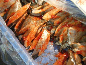2008/12/27  �{���̔����ł�_45