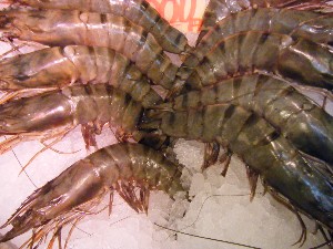 2008/12/27  �{���̔����ł�_52