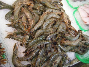 2008/12/27  �{���̔����ł�_56