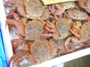 2008/12/27  �{���̔����ł�_68