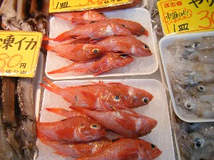 2008/12/27  �{���̔����ł�_69