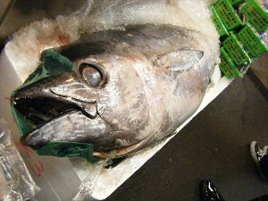 2008/12/27  �{���̔����ł�_81
