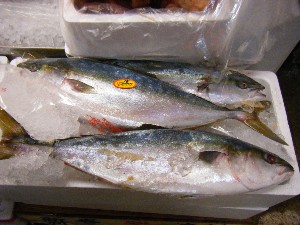 2008/12/27  �{���̔����ł�_89