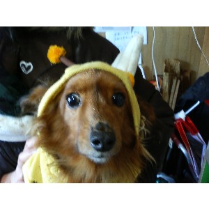 2008�W�����{�I�j�R��_37
