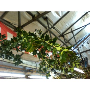 2008�W�����{�I�j�R��_15
