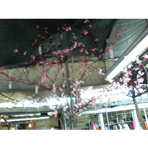 2008�W�����{�I�j�R��_17