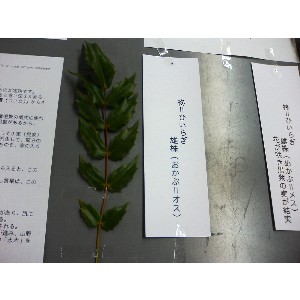 2008�W�����{�I�j�R��_22