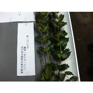 2008�W�����{�I�j�R��_23