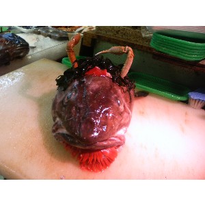 2008�W�����{�I�j�R��_26