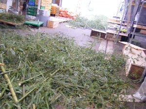 -2008�^�i�R���ʐ^�W-_11