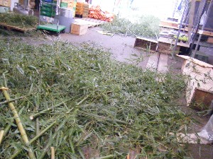 -2008�^�i�R���ʐ^�W-_12