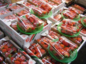 2009/01/10  �{���̔����ł�_3