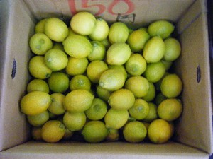 2009/01/10  �{���̔����ł�_8